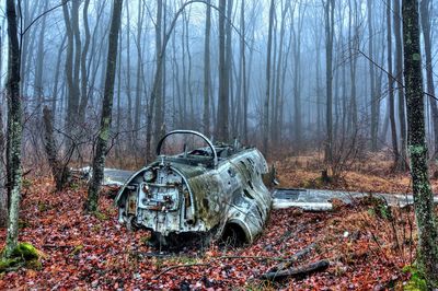 Jet in woods